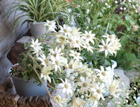 �{�c���ԉ��̓X�܊O