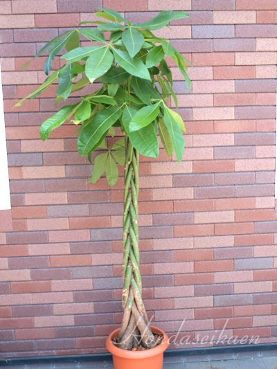 �ϗt�A���@15,000�~���i��