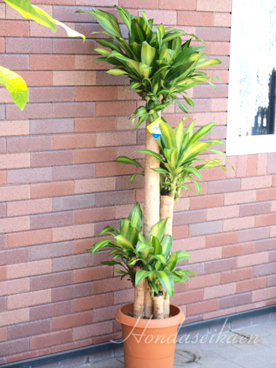 �ϗt�A���@15,000�~���i��