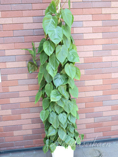 �ϗt�A���@15,000�~���i��